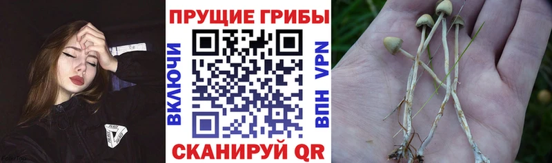 Галлюциногенные грибы ЛСД даркнет сайт Ржев